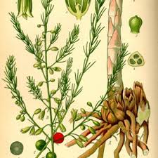 Attēlu rezultāti vaicājumam “Asparagus officinalis”