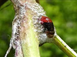 Attēlu rezultāti vaicājumam “Aphrophora nymph”