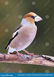 Attēlu rezultāti vaicājumam “Coccothraustes coccothraustes”