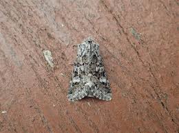 Attēlu rezultāti vaicājumam “Papestra biren”