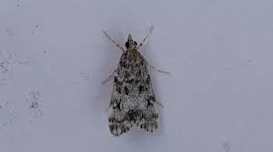 Attēlu rezultāti vaicājumam “Eudonia lacustrata”