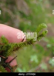 Attēlu rezultāti vaicājumam “Pseudotaxiphyllum elegans macro”