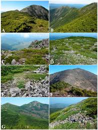 Attēlu rezultāti vaicājumam “Harpanthus flotovianus cells”
