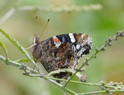 Attēlu rezultāti vaicājumam “Vanessa atalanta underside”