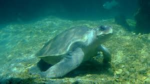 Image result for Lepidochelys olivacea