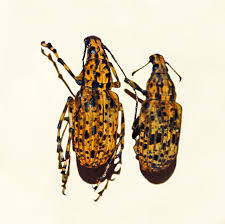 Attēlu rezultāti vaicājumam “Anthribidae”