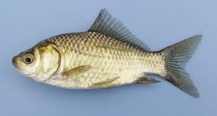 Attēlu rezultāti vaicājumam “Carassius auratus”