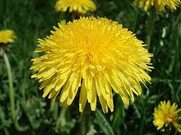 Image result for diente de leon