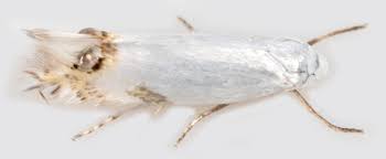 Attēlu rezultāti vaicājumam “Lyonetiidae”