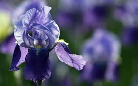 Image result for Iris