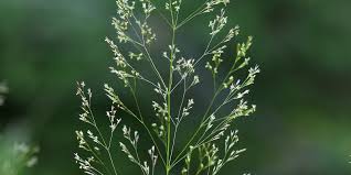 Attēlu rezultāti vaicājumam “Agrostis capillaris”