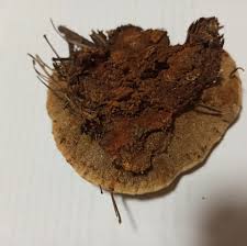 Attēlu rezultāti vaicājumam “Gloeophyllum odoratum”