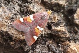 Attēlu rezultāti vaicājumam “Pyralis regalis”