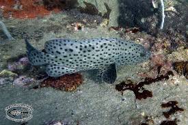 Image result for Epinephelus andersoni
