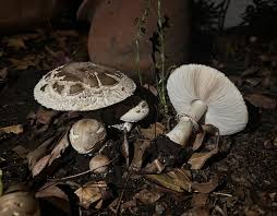 Attēlu rezultāti vaicājumam “Macrolepiota rhacodes”