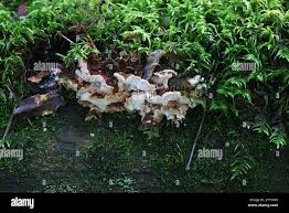 Attēlu rezultāti vaicājumam “Postia leucomallella”