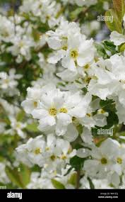 Attēlu rezultāti vaicājumam “Exochorda giraldii var. wilsonii”