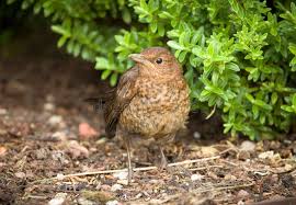 Attēlu rezultāti vaicājumam “Turdus merula juvenile”