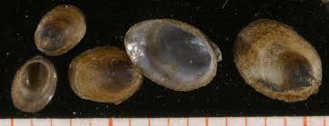 Attēlu rezultāti vaicājumam “Ancylus fluviatilis”