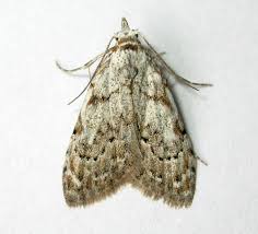 Attēlu rezultāti vaicājumam “Nola confusalis”