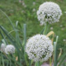 Attēlu rezultāti vaicājumam “Allium cepa”