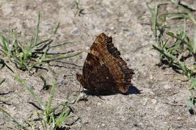 Attēlu rezultāti vaicājumam “Nymphalis polychloros upperside”