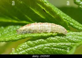 Attēlu rezultāti vaicājumam “Syrphus sp. larva”