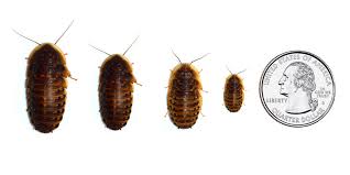 Attēlu rezultāti vaicājumam “Badhamia dubia macro”