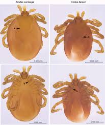 Attēlu rezultāti vaicājumam “Ixodes”