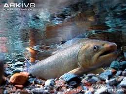 Image result for Salvelinus confluentus