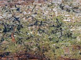 Attēlu rezultāti vaicājumam “Chaenotheca chlorella”