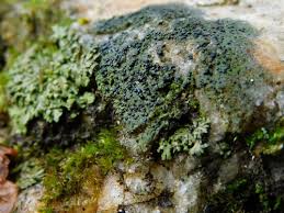 Attēlu rezultāti vaicājumam “Scoliciosporum chlorococcum”