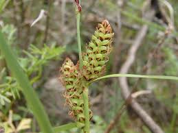 Attēlu rezultāti vaicājumam “Carex digitata fruit”