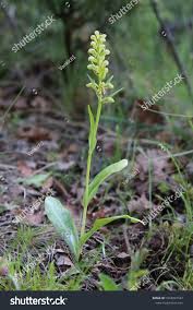 Attēlu rezultāti vaicājumam “Coeloglossum viride flower”