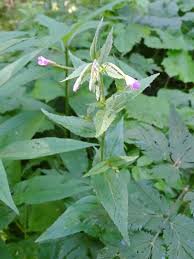 Attēlu rezultāti vaicājumam “Epilobium montanum”