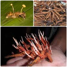 Attēlu rezultāti vaicājumam “Cordyceps”