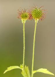 Image result for Geum urbanum