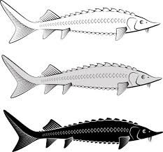 Image result for Acipenser desotoi