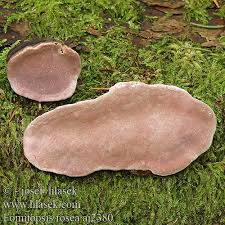 Attēlu rezultāti vaicājumam “Fomitopsis rosea”