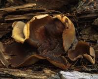 Attēlu rezultāti vaicājumam “Peziza repanda”