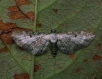Attēlu rezultāti vaicājumam “Eupithecia succenturiata”