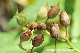 Attēlu rezultāti vaicājumam “Nicotiana tabacum fruit”