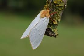 Attēlu rezultāti vaicājumam “Hepialus humuli male”