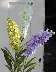 Image result for Levkoje