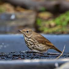 Image result for Catharus guttatus