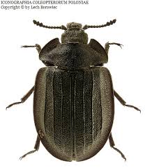 Attēlu rezultāti vaicājumam “Peltis grossa”