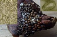 Attēlu rezultāti vaicājumam “Pucciniastrum areolatum”