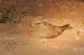 Image result for Caprimulgus aegyptius