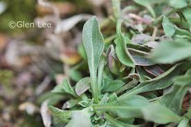 Attēlu rezultāti vaicājumam “Arabis glabra leaf”