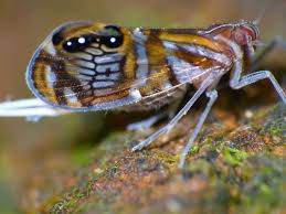 Attēlu rezultāti vaicājumam “Cixiidae”